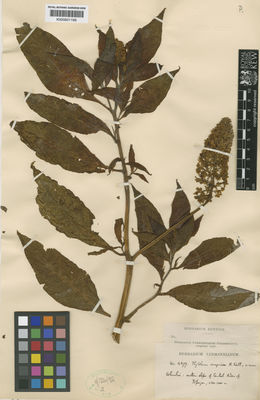 Kew Gardens K000601166:  s.coll. [4479] Colombia