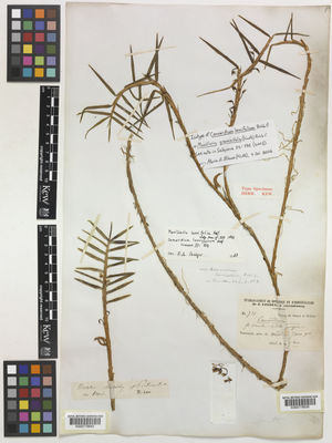 Kew Gardens K000779842:  s.coll. [200] Colombia