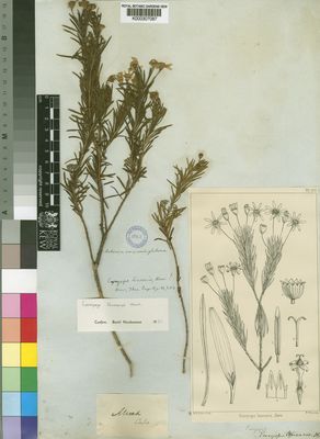 Kew Gardens K000307087:  [Mund] [s.n.] South Africa