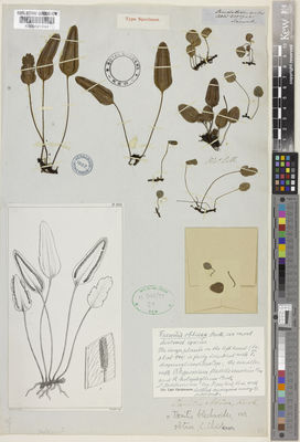 Kew Gardens K000491844:  Lobb, T. [s.n.] Malaysia