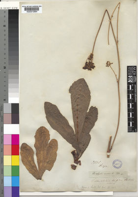 Kew Gardens K000312994:  Drege [s.n.] South Africa