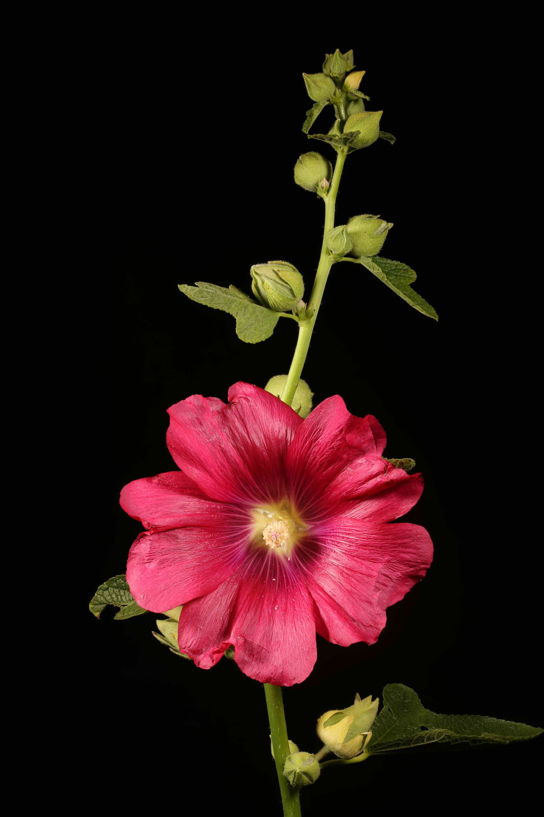 Alcea rosea var. 'Nigra', Perennial Flowers
