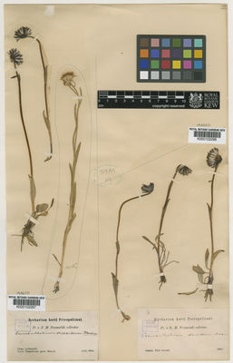 Kew Gardens K000102298:  Przewalski, N.M. [s.n.]