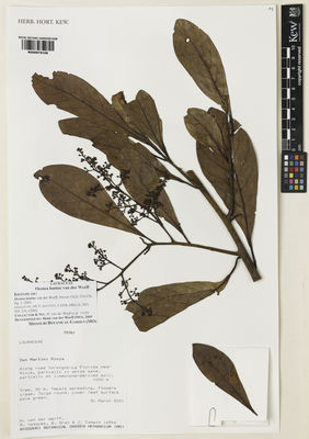 Kew Gardens K000979108:  Werff, H.; Vasquez, R.; Gray, B.; Campos, J. [16546] Peru