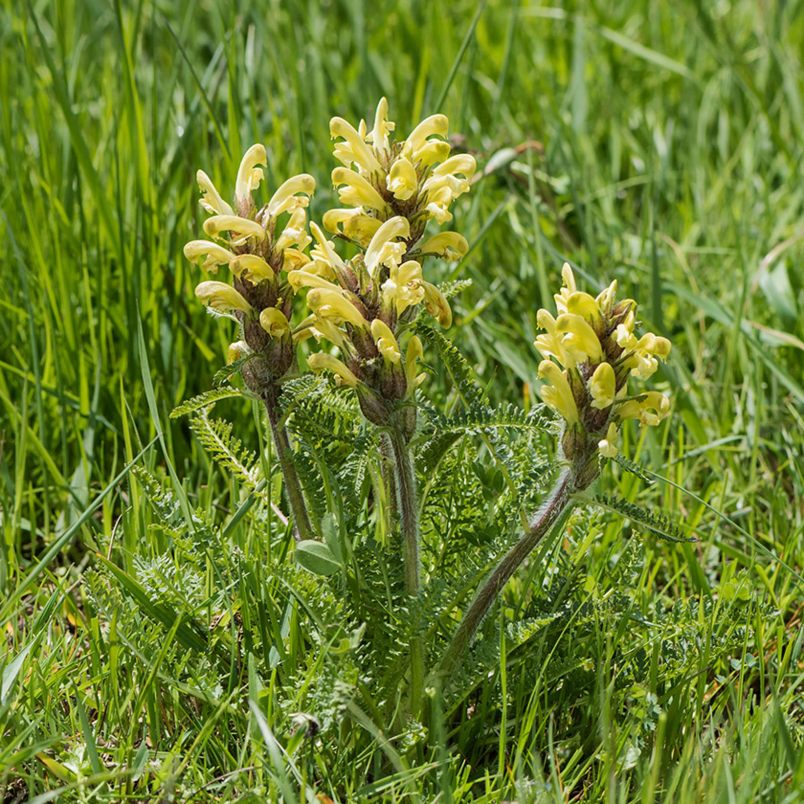 © copyright of the Board of Trustees of the Royal Botanic Gardens, Kew.