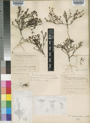Kew Gardens K000431638:  Wolley-Dod, A.H. [3016] South Africa