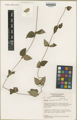 Kew Gardens K000545547:  Stevens, W.D.; Krukoff, B.A.; Moreno, P.P. [19446] Nicaragua