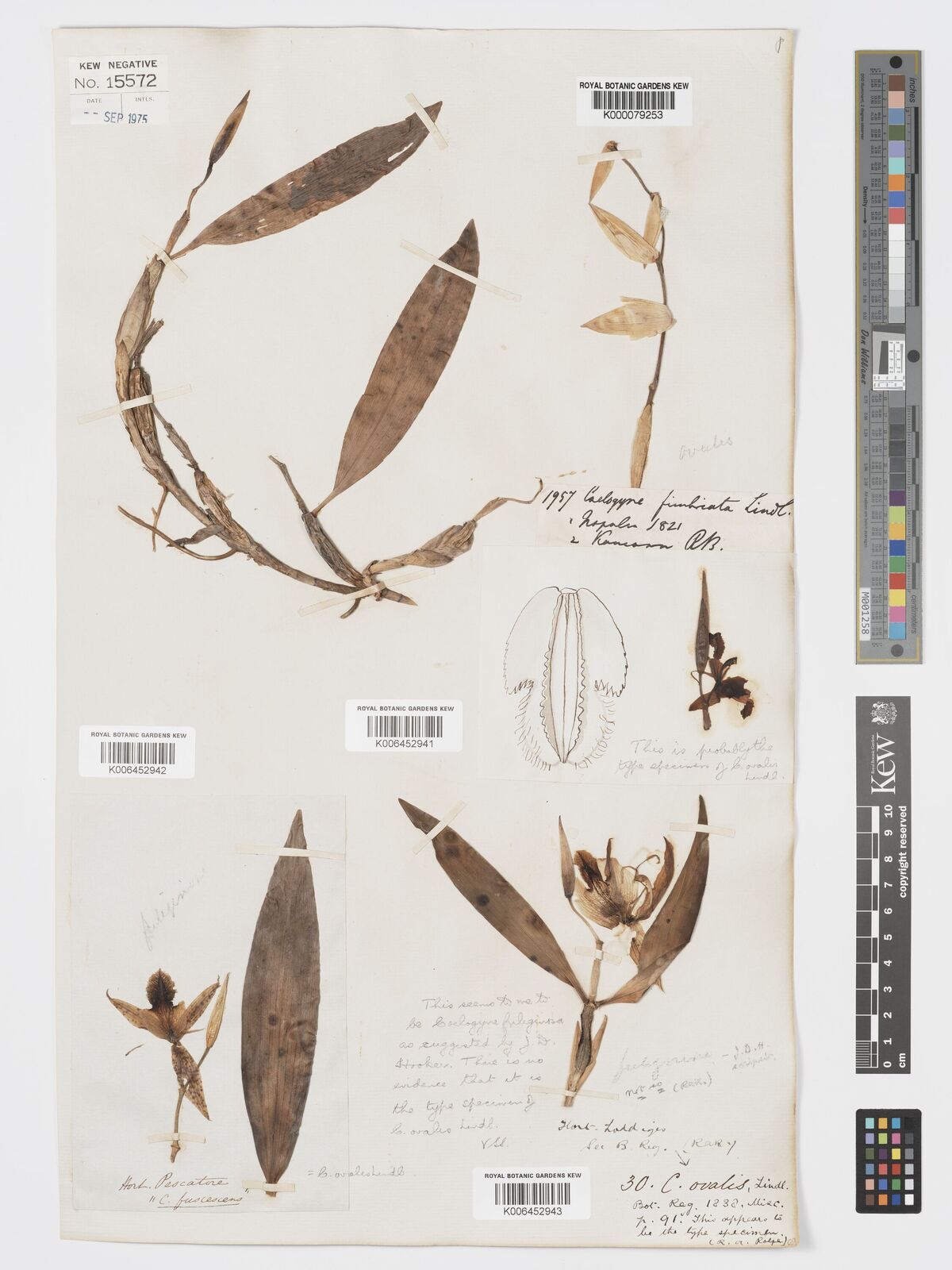 Kew Gardens K000079253:  Wallich [Wall Cat no. 1957] Nepal