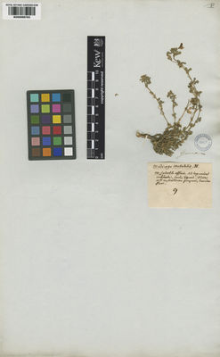 Kew Gardens K000998783:  s.coll. [s.n.]