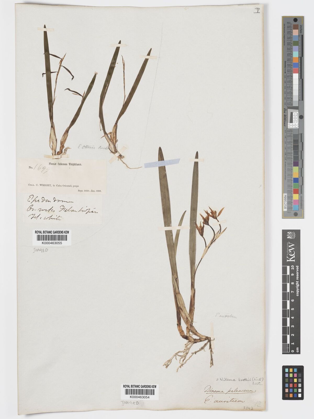 Kew Gardens K000463054: Kew Gardens K000463054: