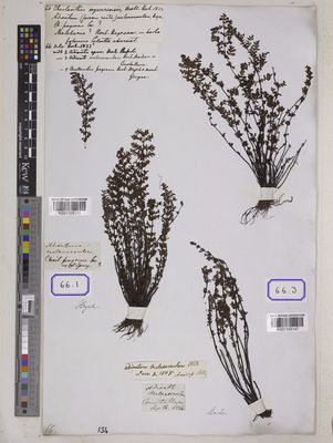 Kew Gardens K001109145:  s.coll. [Cat. no. 66]