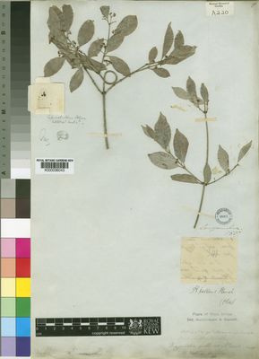 Kew Gardens K000036043:  unknown [341] Gambia, The