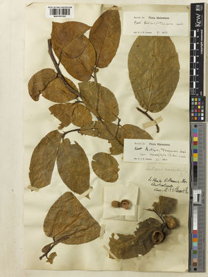 Kew Gardens K001051041:  Brown, R. [s.n.] Australia