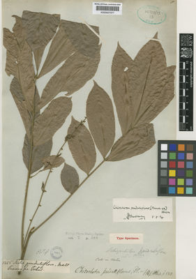 Kew Gardens K000657077:  Porter, G. [s.n.] Malaysia