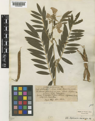 Kew Gardens K000848842:  s.coll. [886]