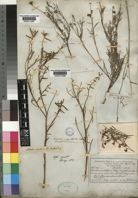 Kew Gardens K000413288:  Drege [s.n.] South Africa