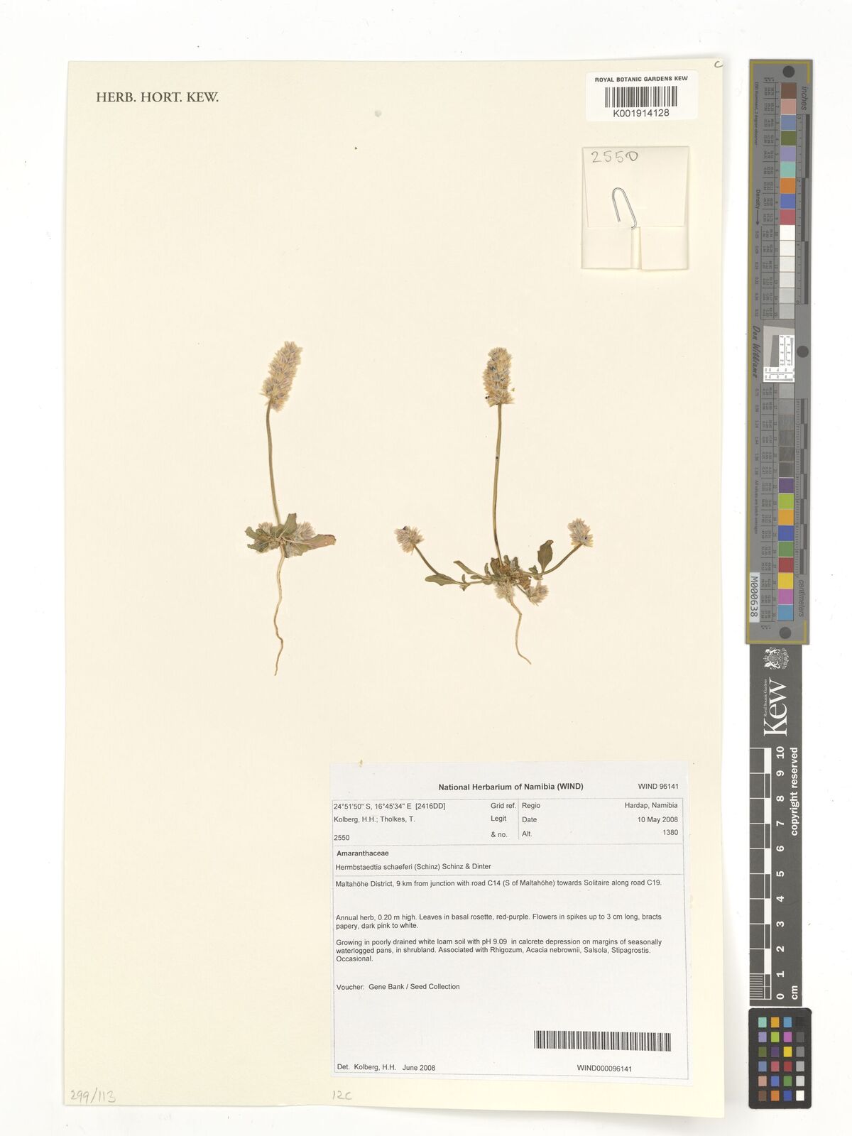 Hermbstaedtia schaeferi