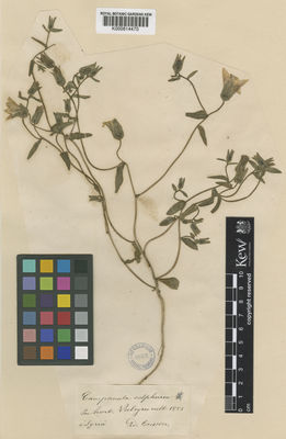 Kew Gardens K000814470:  Boissier, E. [s.n.] Syria