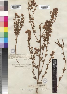 Kew Gardens K000227212:  Drege [s.n.] South Africa