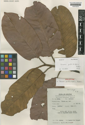 Kew Gardens K000700579:  Tanggoi, R.bin. [S. 16054] Malaysia