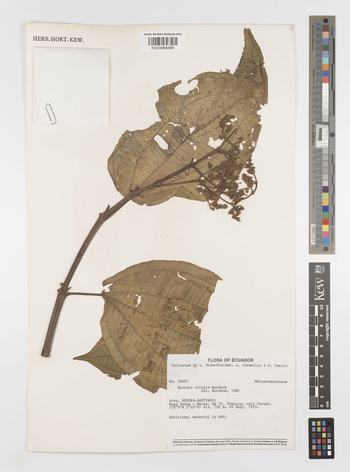 Miconia rivalis
