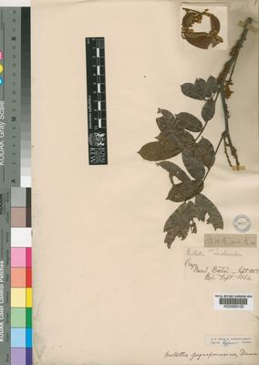 Kew Gardens K000263120:  unknown [s.n.] Congo, Republic of the