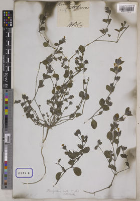 Kew Gardens K001115812:  s.coll. [Cat. no. 2382]