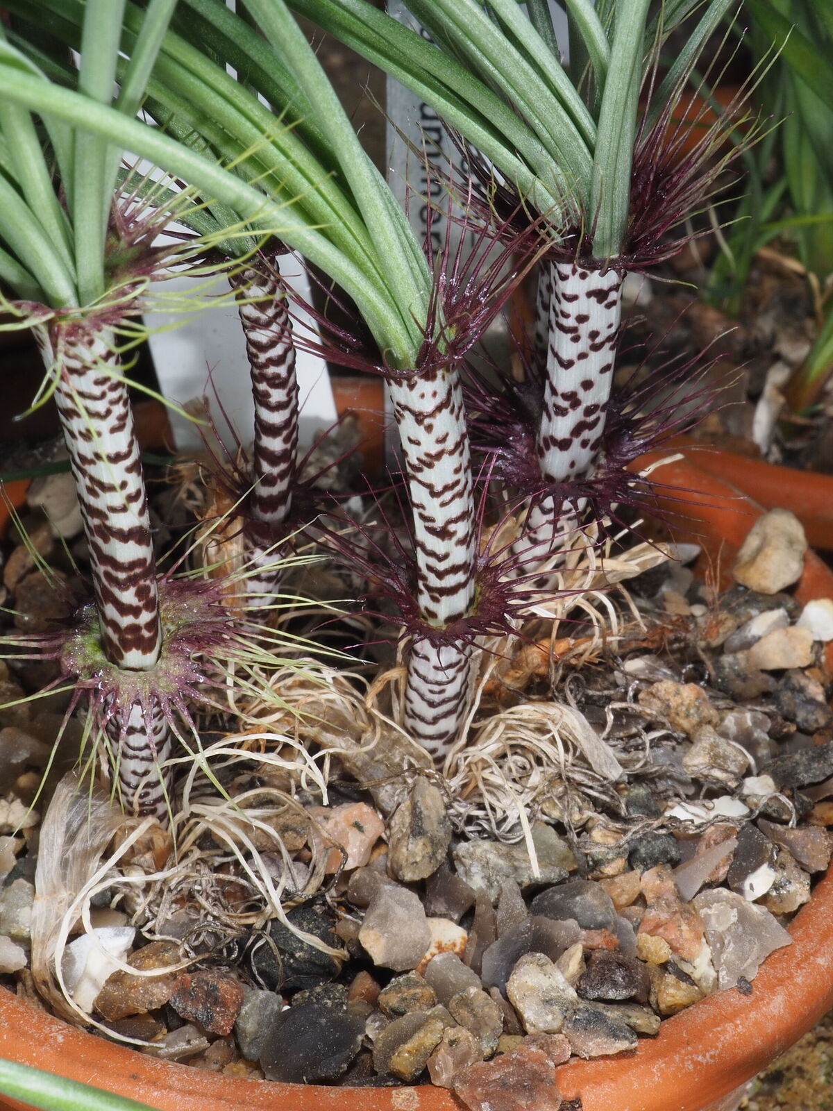 10 植物 Gethyllis verticillata ゲチリス ベルティシラータ 小2株(サボテン)｜売買されたオークション情報、yahooの商品情報をアーカイブ公開  - オークファン 花、園芸