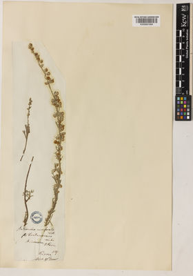 Kew Gardens K000891684:  s.coll. [s.n.] Italy