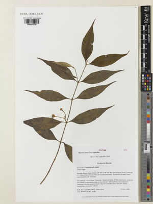Kew Gardens K000979140:  Nic Lughadha, E.; Mello-Silva, R.; Assis, M.C.; Stannard, B.L. [200] Brazil