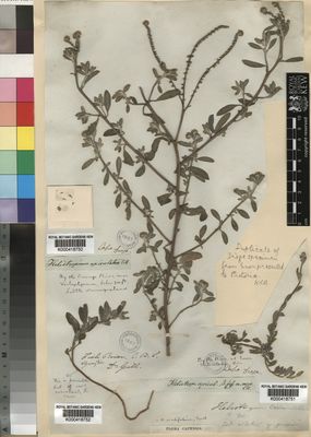 Kew Gardens K000418751:  Drege [s.n.] South Africa