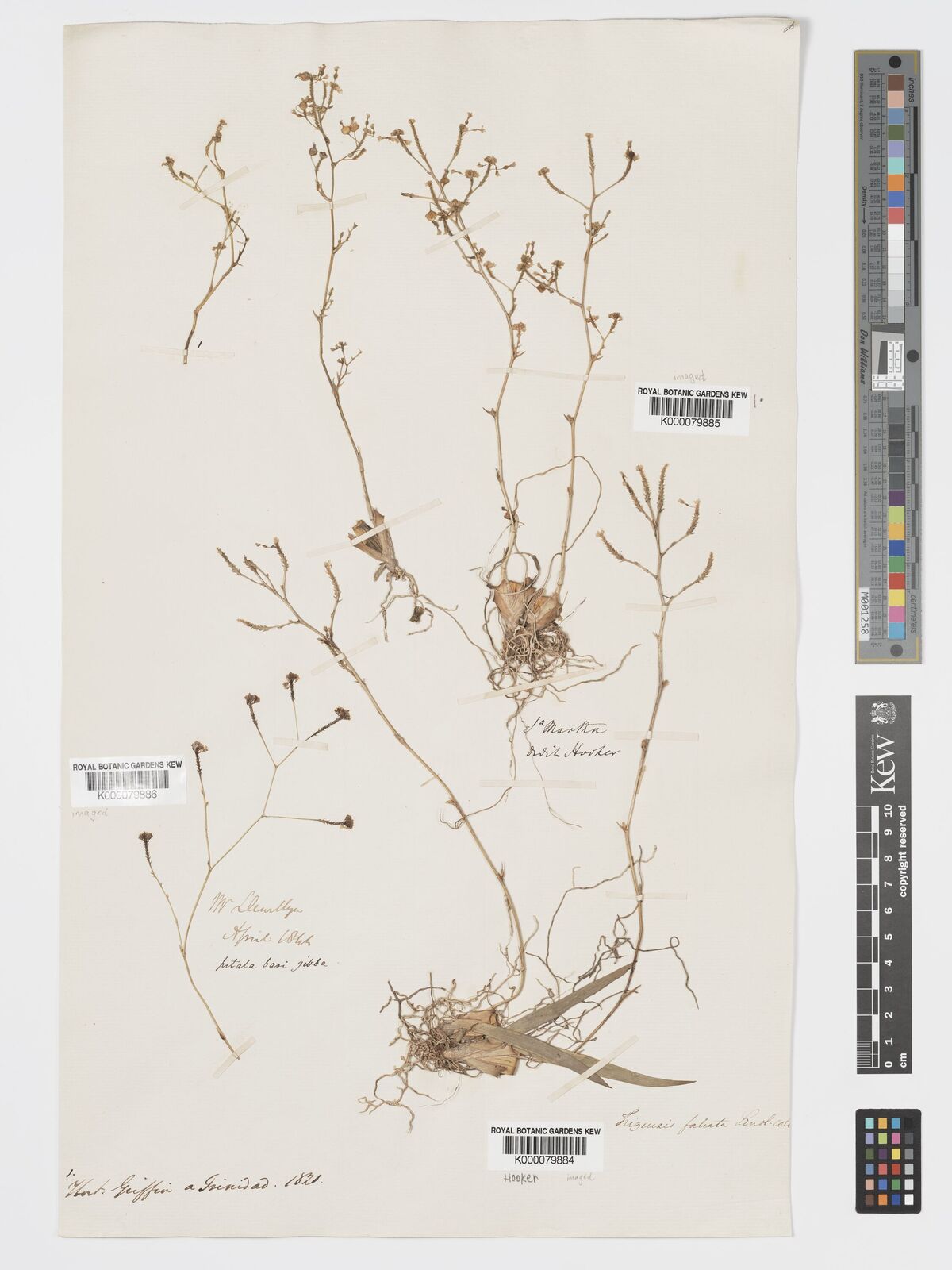 Kew Gardens K000079885:  s.coll. [s.n.] Trinidad and Tobago