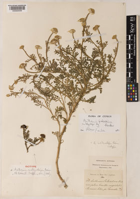 Kew Gardens K000929358:  Sintenis, P; Rigo, G. [804] Cyprus