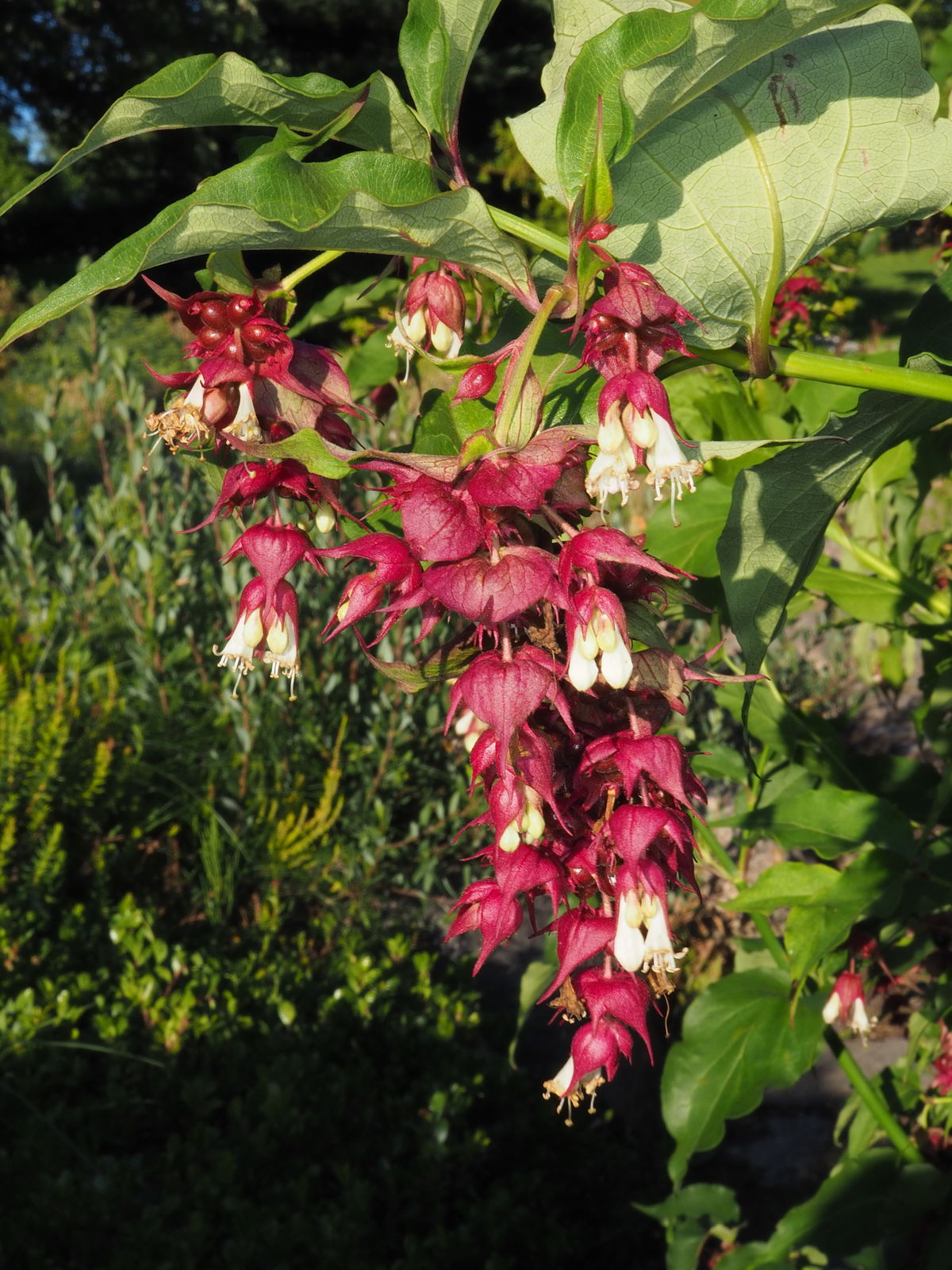 Leycesteria formosa Wall. | Plants of the World Online | Kew Science