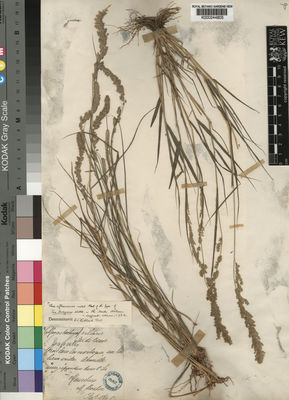 Kew Gardens K000244805:  Bouton, M. [s.n.] Madagascar