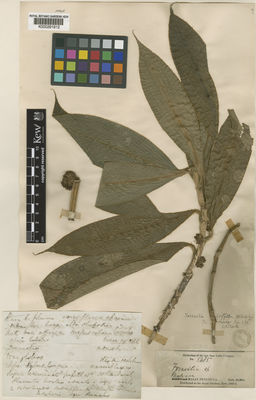 Kew Gardens K000291912:  Griffith [Herbarium of the late East India Company No. 5485] Malaysia