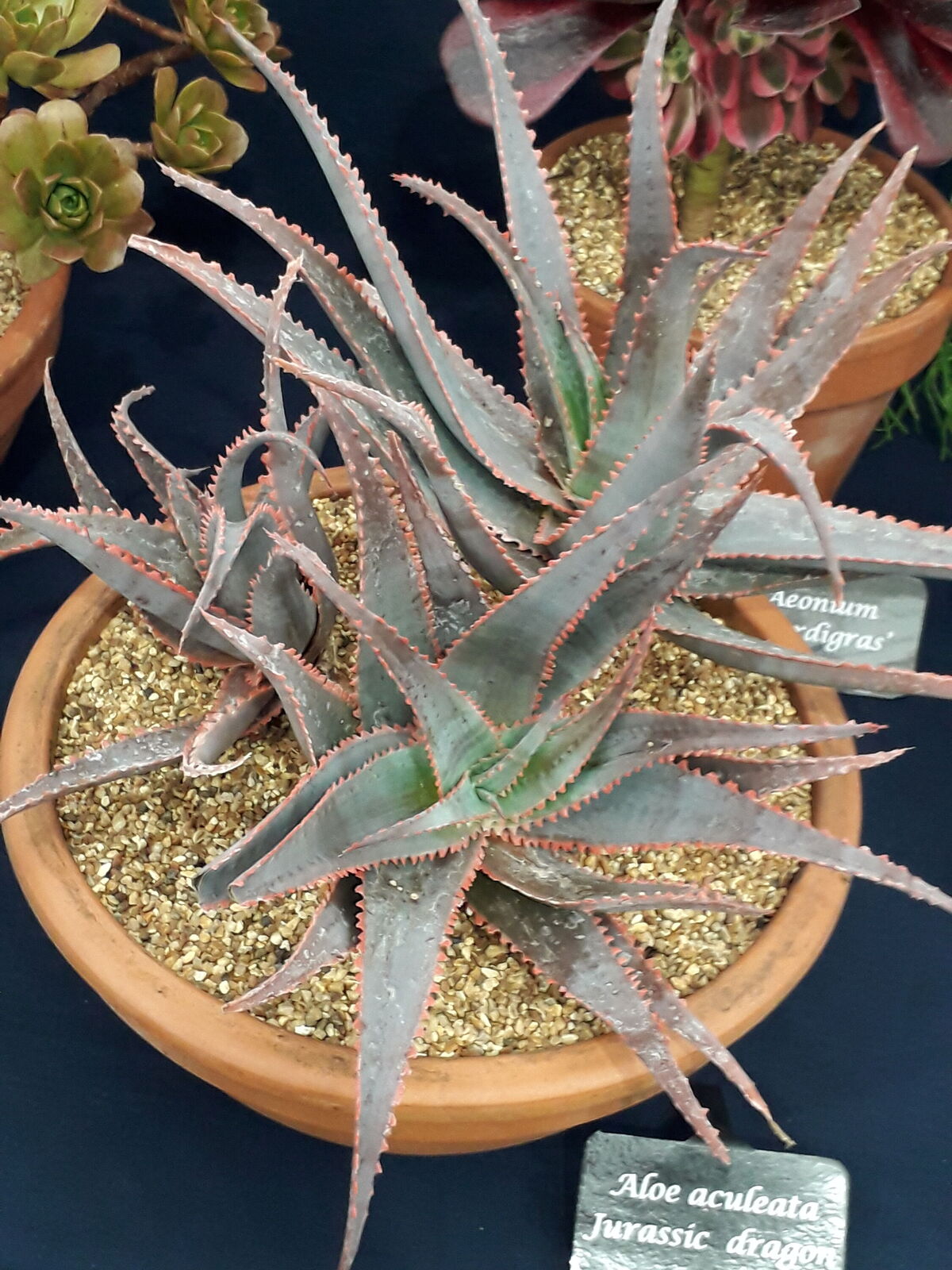 Aloe aculeata Pole-Evans | Plants of the World Online | Kew Science