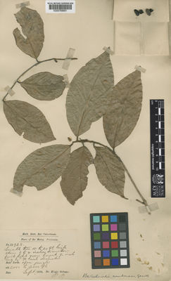 Kew Gardens K000768681:  s.coll. [10928] Malaysia