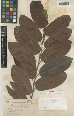 Kew Gardens K000700625:  s.coll. [6558] Indonesia