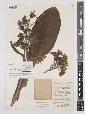 Dendrosenecio battiscombei (R.E.Fr. & T.C.E.Fr.) E.B.Knox, Plants of the  World Online