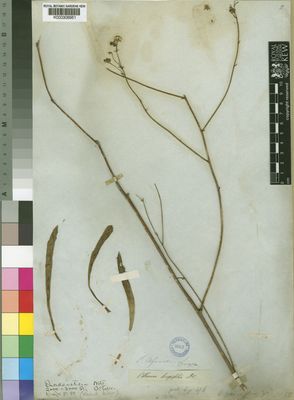 Kew Gardens K000306951:  Drege [s.n.] South Africa