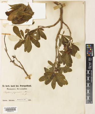 Kew Gardens K000900123:  Maximowicz [s.n.] Japan