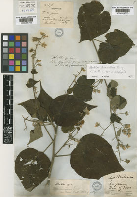 Kew Gardens K000328703:  Galeotti, H.G. [4071] Mexico