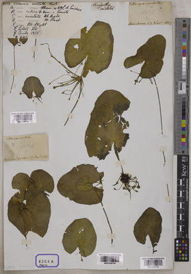 Kew Gardens K001038795:  s.coll. [Cat. no. 4353]