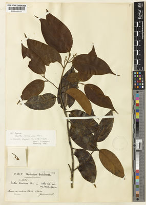 Kew Gardens K000442037:  Ule, E. [8606] Brazil