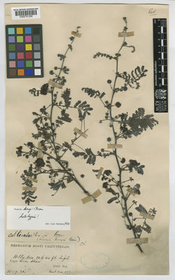 Kew Gardens K000791208:  Huk, A. [s.n.] Burma