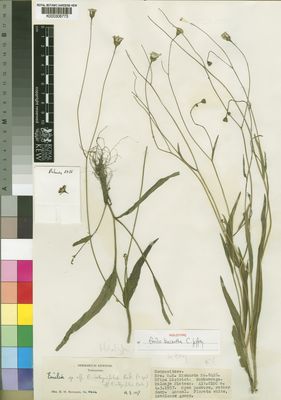 Kew Gardens K000306773:  Richards, H.M. [8426] Tanzania