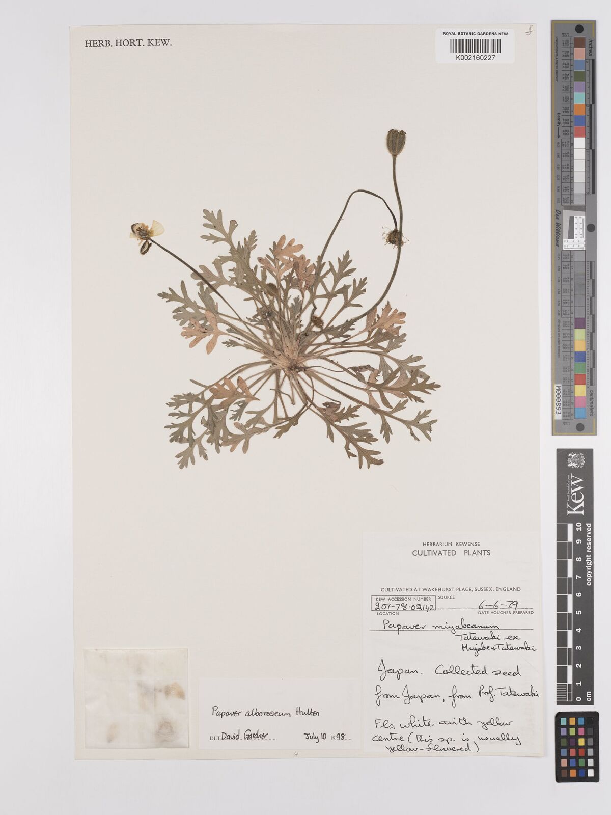 Papaver alboroseum