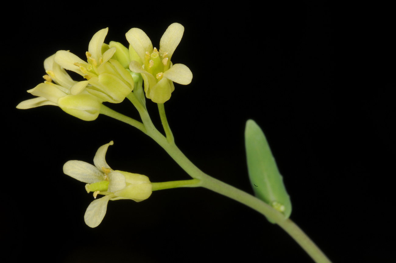 © copyright of the Board of Trustees of the Royal Botanic Gardens, Kew.