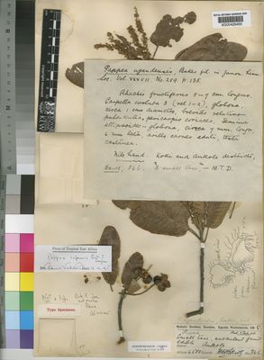 Kew Gardens K000426455:  Dawe, M.T. [346] Uganda